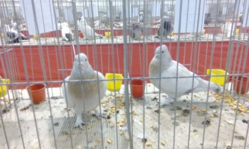  - Expozitie 2017 - 11 Februarie - Medias -Asociatia columbofila Tarnava-Mare