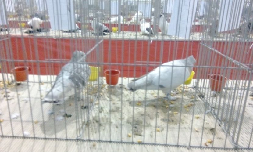  - Expozitie 2017 - 11 Februarie - Medias -Asociatia columbofila Tarnava-Mare