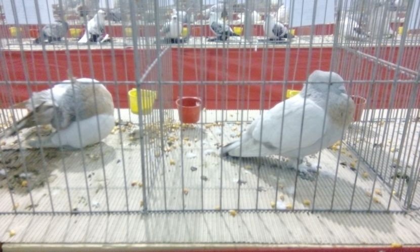  - Expozitie 2017 - 11 Februarie - Medias -Asociatia columbofila Tarnava-Mare