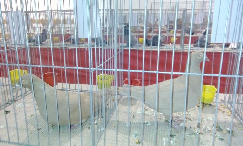  - Expozitie 2017 - 11 Februarie - Medias -Asociatia columbofila Tarnava-Mare