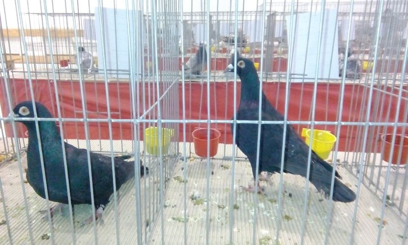  - Expozitie 2017 - 11 Februarie - Medias -Asociatia columbofila Tarnava-Mare