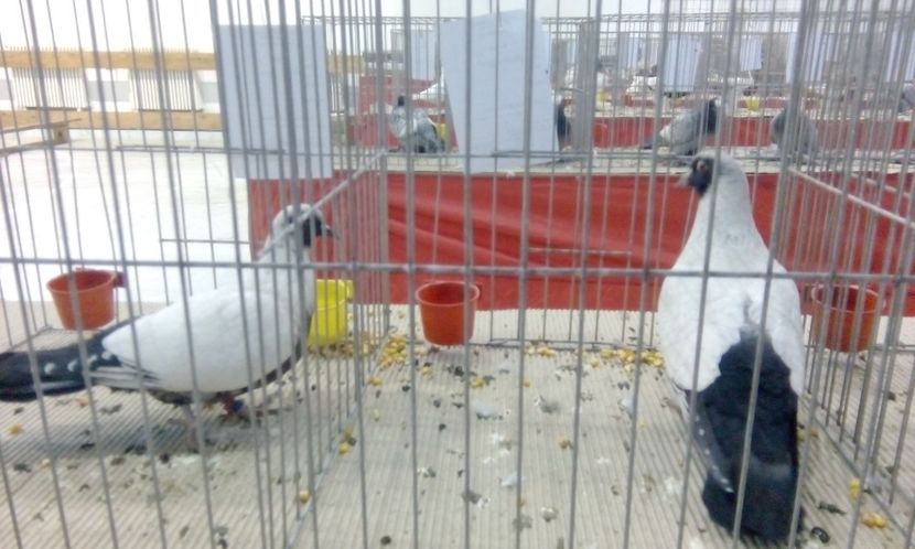  - Expozitie 2017 - 11 Februarie - Medias -Asociatia columbofila Tarnava-Mare