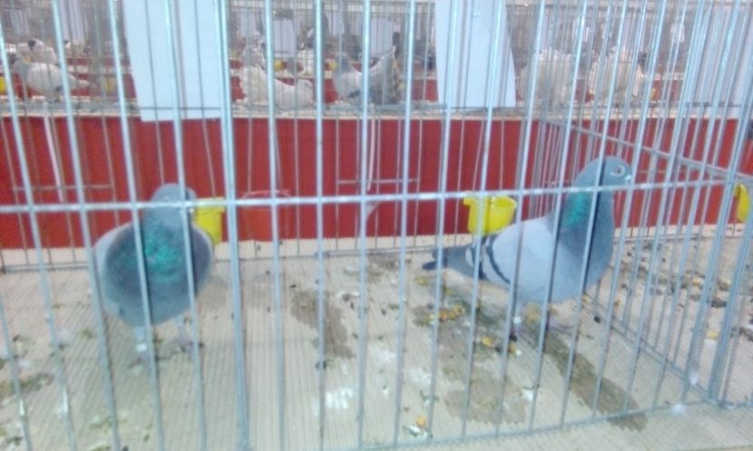  - Expozitie 2017 - 11 Februarie - Medias -Asociatia columbofila Tarnava-Mare