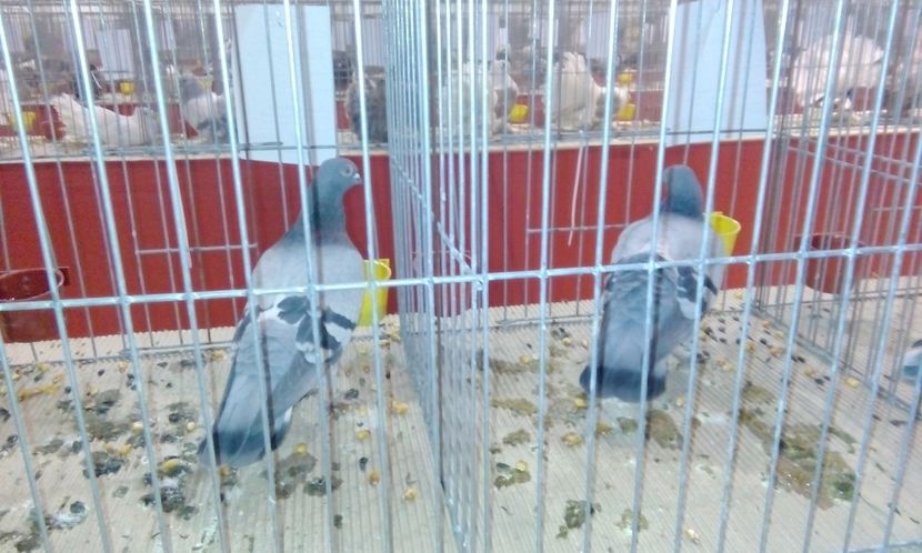  - Expozitie 2017 - 11 Februarie - Medias -Asociatia columbofila Tarnava-Mare