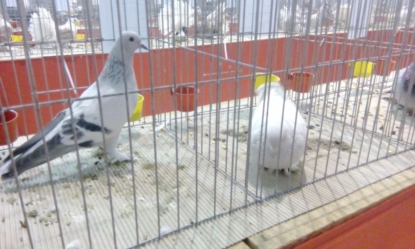  - Expozitie 2017 - 11 Februarie - Medias -Asociatia columbofila Tarnava-Mare