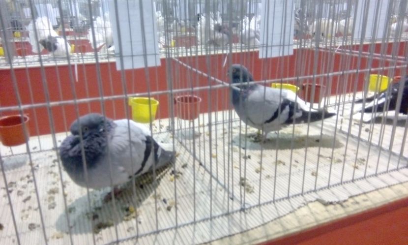  - Expozitie 2017 - 11 Februarie - Medias -Asociatia columbofila Tarnava-Mare