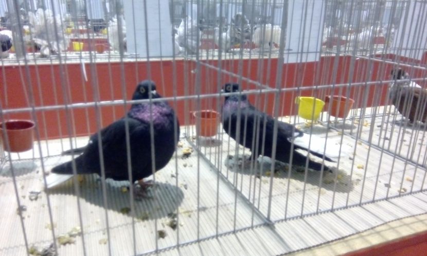  - Expozitie 2017 - 11 Februarie - Medias -Asociatia columbofila Tarnava-Mare