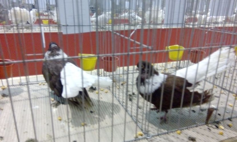  - Expozitie 2017 - 11 Februarie - Medias -Asociatia columbofila Tarnava-Mare