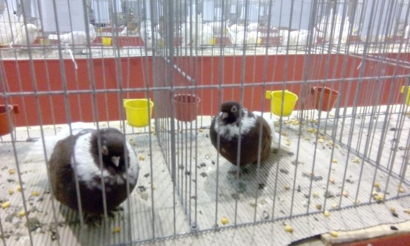  - Expozitie 2017 - 11 Februarie - Medias -Asociatia columbofila Tarnava-Mare