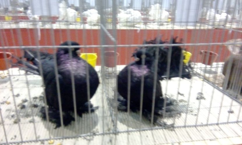  - Expozitie 2017 - 11 Februarie - Medias -Asociatia columbofila Tarnava-Mare