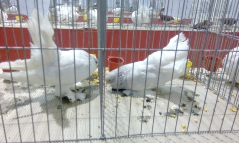  - Expozitie 2017 - 11 Februarie - Medias -Asociatia columbofila Tarnava-Mare