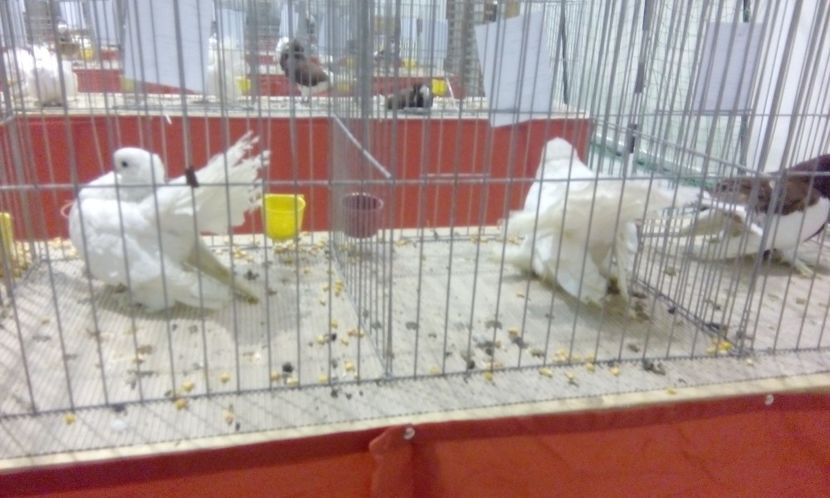  - Expozitie 2017 - 11 Februarie - Medias -Asociatia columbofila Tarnava-Mare