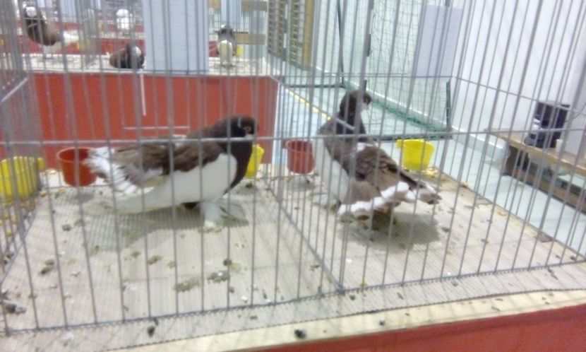  - Expozitie 2017 - 11 Februarie - Medias -Asociatia columbofila Tarnava-Mare