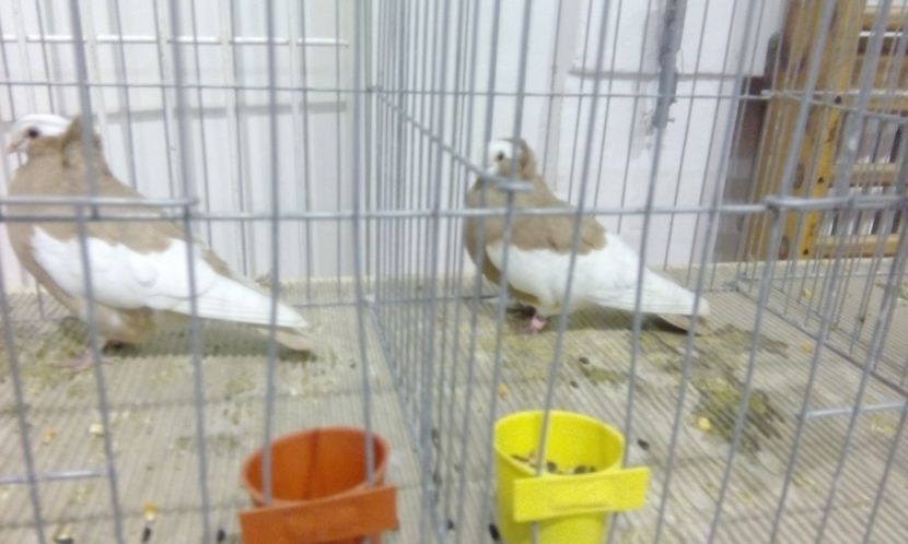  - Expozitie 2017 - 11 Februarie - Medias -Asociatia columbofila Tarnava-Mare