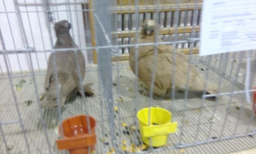  - Expozitie 2017 - 11 Februarie - Medias -Asociatia columbofila Tarnava-Mare