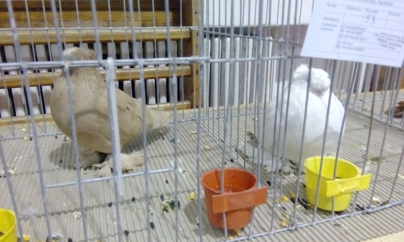  - Expozitie 2017 - 11 Februarie - Medias -Asociatia columbofila Tarnava-Mare