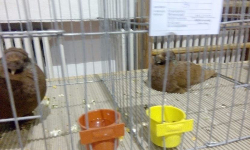  - Expozitie 2017 - 11 Februarie - Medias -Asociatia columbofila Tarnava-Mare