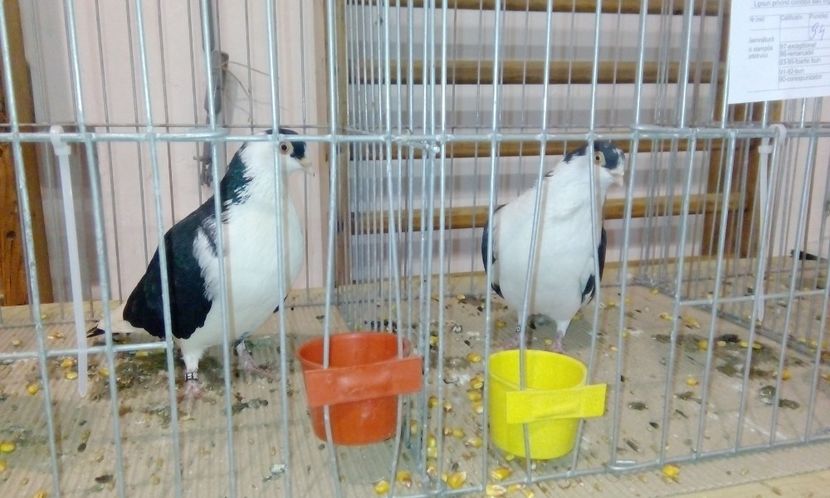  - Expozitie 2017 - 11 Februarie - Medias -Asociatia columbofila Tarnava-Mare