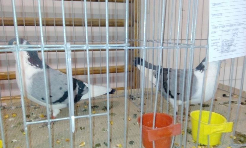  - Expozitie 2017 - 11 Februarie - Medias -Asociatia columbofila Tarnava-Mare