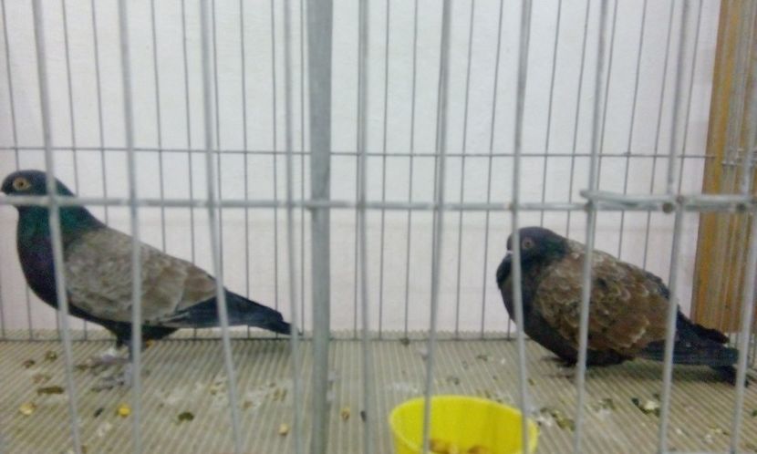  - Expozitie 2017 - 11 Februarie - Medias -Asociatia columbofila Tarnava-Mare