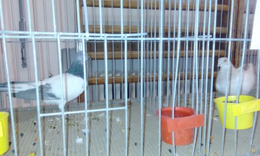  - Expozitie 2017 - 11 Februarie - Medias -Asociatia columbofila Tarnava-Mare