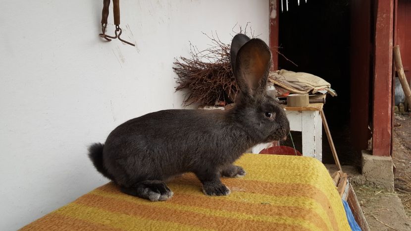 Ro13-12618 - TINERET 2017