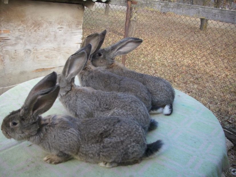 testverei5 - anya 01- femela 01