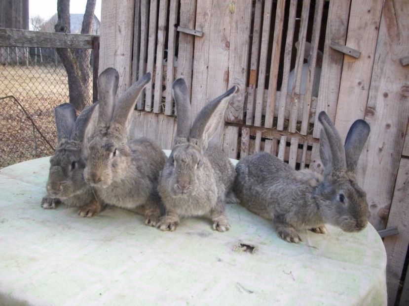 testverei6 - anya 01- femela 01