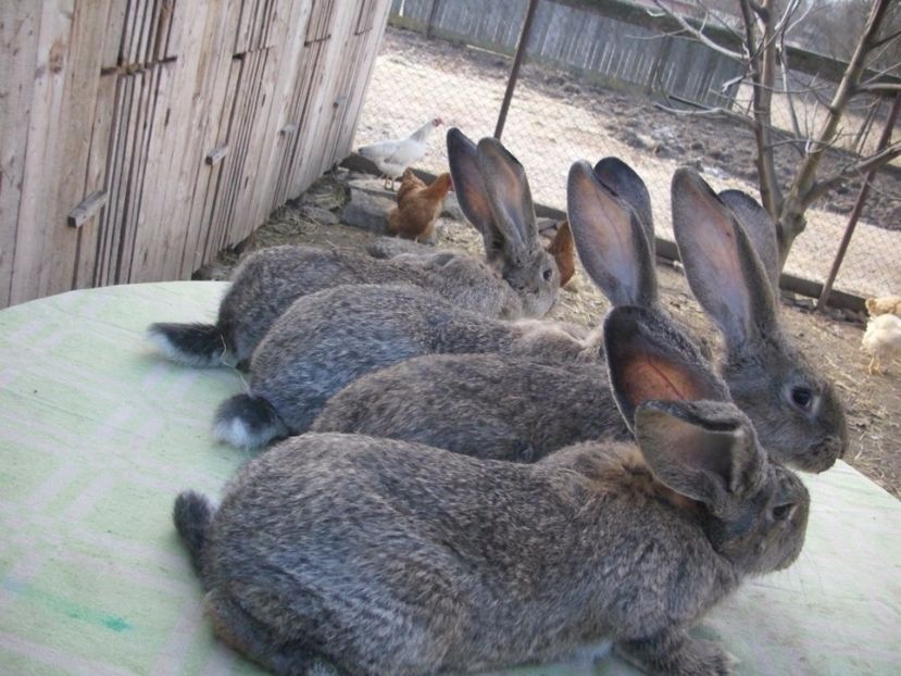 testverei7 - anya 01- femela 01