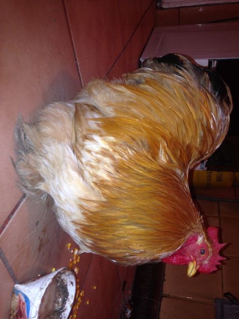  - Matca cochinchina pitic galben 2017