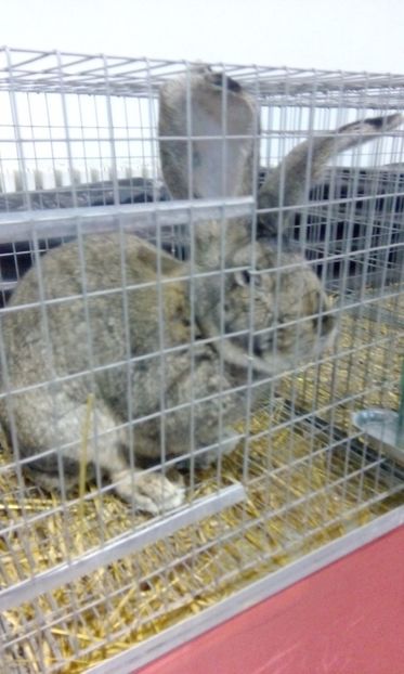  - Iepuri mei Expo 2017 Medias