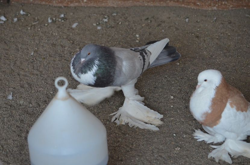 F2016 - Pomerrania 2017