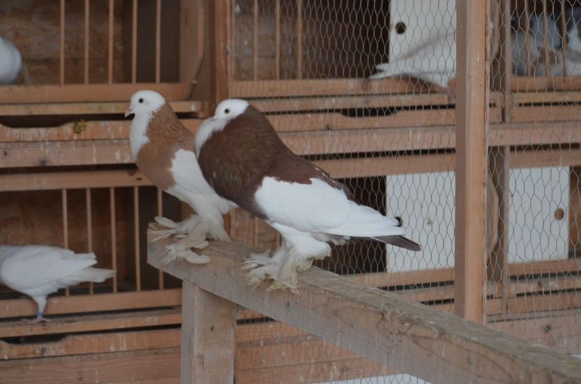 M.2015 P1 - GHENT DOMINICAN 2017