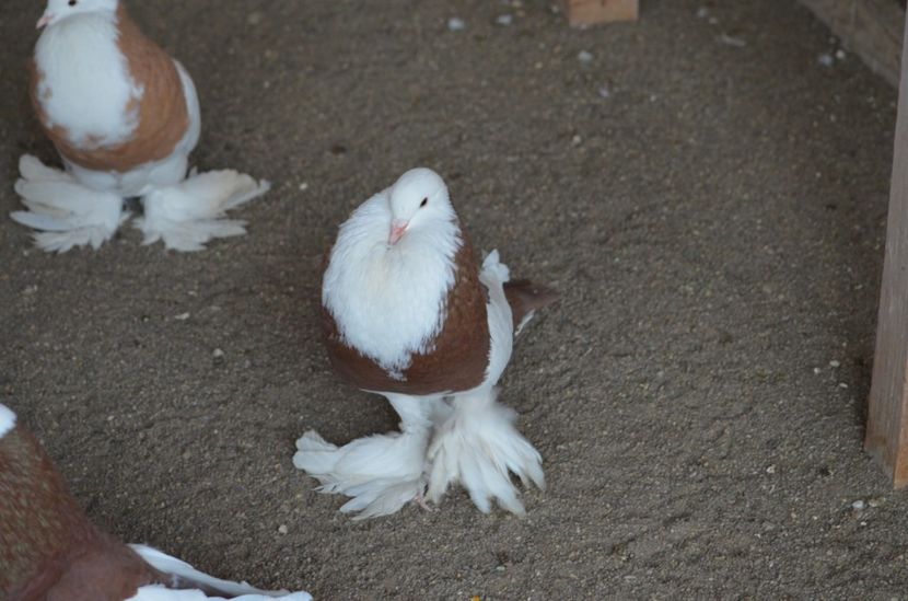 M.2016 P2 - GHENT DOMINICAN 2017