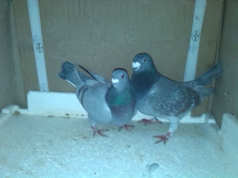 F 2016 m 2014 - Perechi 2017