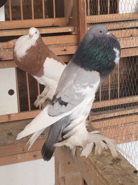 108525063_MLTCHDV - Arhiva porumbei