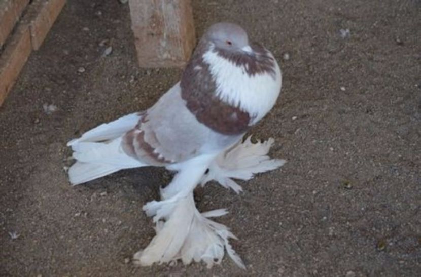 108697634_DMESNYF - Arhiva porumbei