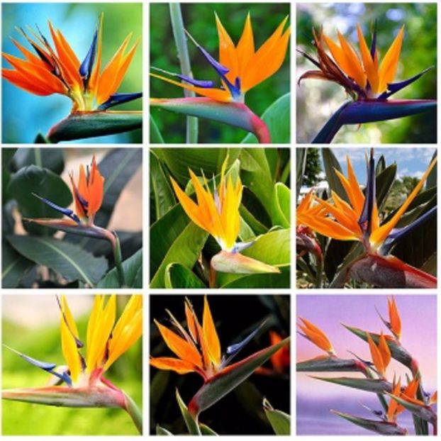 Strelitzia Reginae Bird Paradise Mallowwor seminte - ACASA-De vinzare-Flori-Arbusti-Seminte 2017