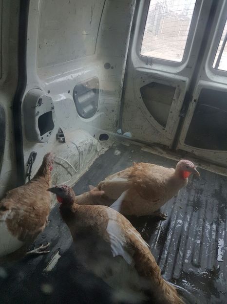 Noua achiziție - 1Matca curci 2017