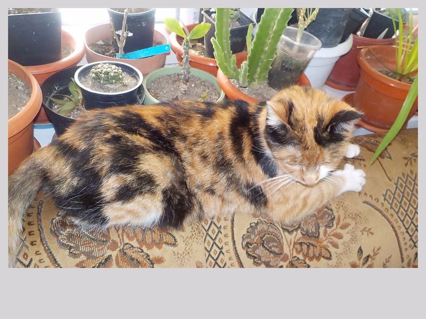  - Animalutele mele