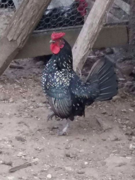 received_1078975278896159 - Gaini pitice