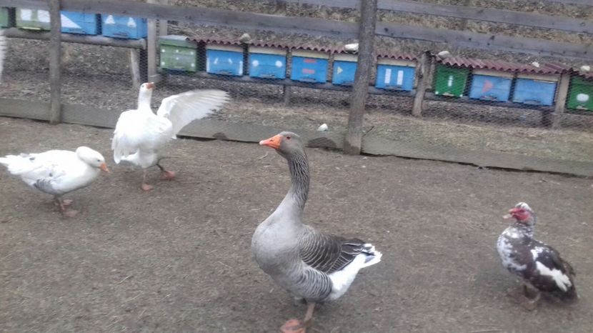 IMG-20170219-WA0004 - Gastele