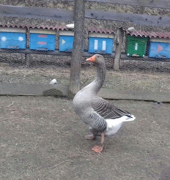 IMG-20170219-WA0006 - Gastele