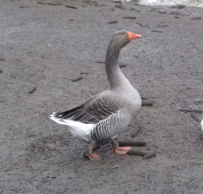 IMG-20170219-WA0005 - Gastele