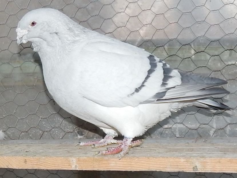 RSCN5056 - VOIAJOR ROMANESC DE FRUMUSETE_rasa romaneasca omologata EE 2012