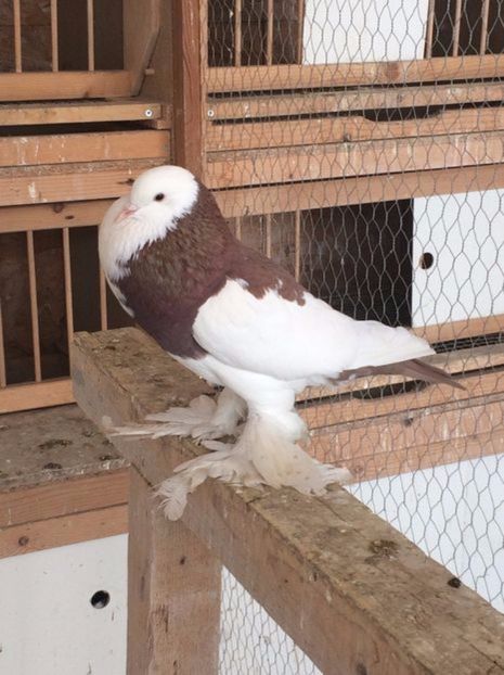 108524603_OSOSLYS3 - Arhiva porumbei