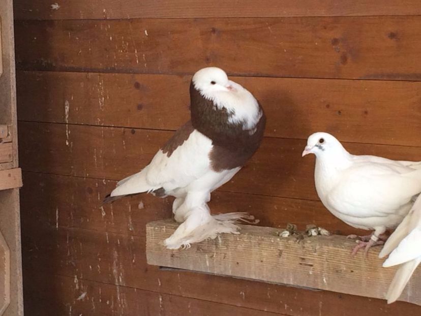 108524670_WQPKVUA3 - Arhiva porumbei