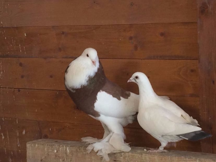 108524672_VRUFTXB - Arhiva porumbei