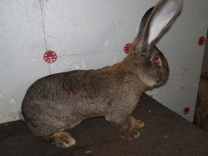 RO 167 3639(M3) - 02 M A T C A___U G G _2017