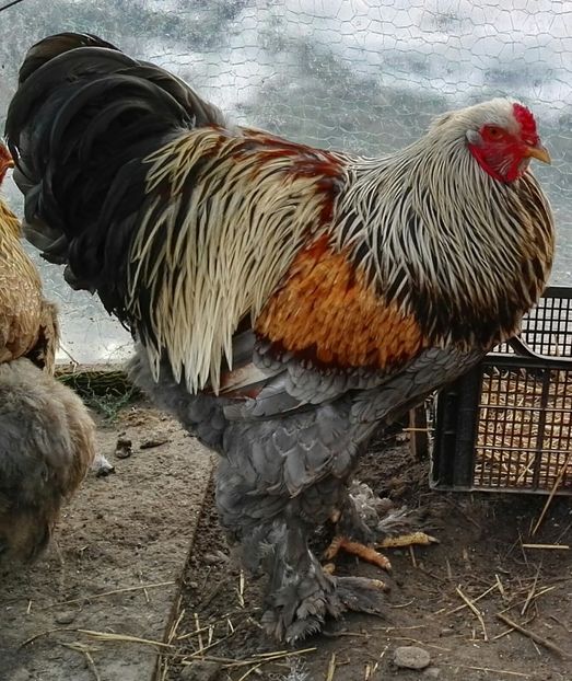  - Oua pentru incubat de vanzare